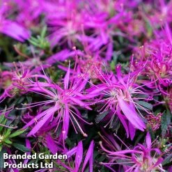 Azalea 'Starstyle Lilac' -plant starlilac3