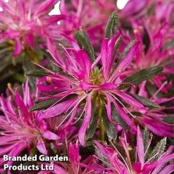 Azalea 'Starstyle Lilac' -plant starlilac4