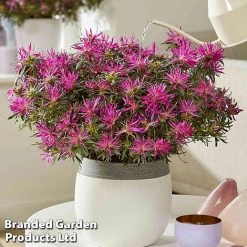 Azalea 'Starstyle Lilac' -plant starlilac5