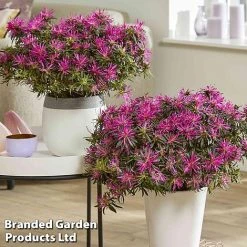 Azalea 'Starstyle Lilac' -plant starlilac6