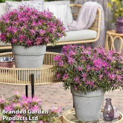 Azalea 'Starstyle Lilac' -plant starlilac7