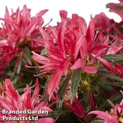 Azalea 'Starstyle Pink' 14 Azalea 'Starstyle Pink' -plant starpink2