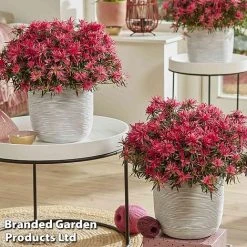 Azalea 'Starstyle Pink' 11 Azalea 'Starstyle Pink' -plant starpink4