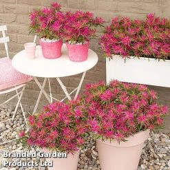 Azalea 'Starstyle Pink' 15 Azalea 'Starstyle Pink' -plant starpink7