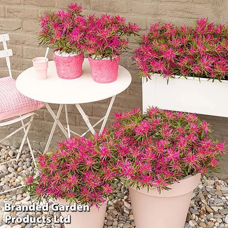 Azalea 'Starstyle Pink' 7 Azalea 'Starstyle Pink' - Image 7