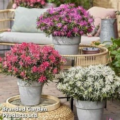 Azalea 'Starstyle Pink' 17 Azalea 'Starstyle Pink' -plant starstyle