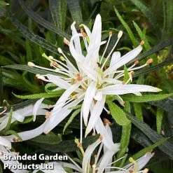 Azalea 'Starstyle White' -plant starwhite2