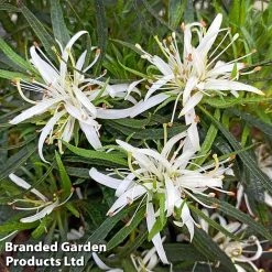 Azalea 'Starstyle White' -plant starwhite3