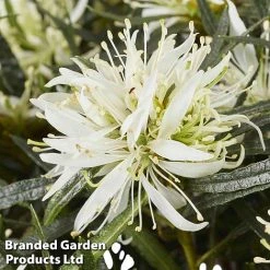 Azalea 'Starstyle White' -plant starwhite4