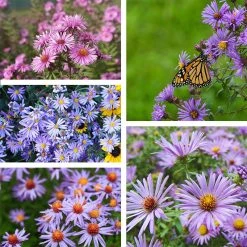 Superstar Aster Collection -plant superstar aster coll 10 19 23