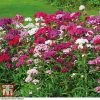 Sweet William 'Mixed'