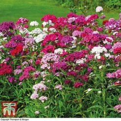 Sweet William 'Mixed'