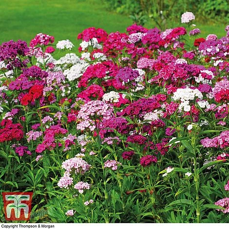 Sweet William 'Mixed' 1 Sweet William 'Mixed'