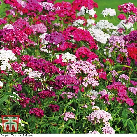 Sweet William 'Mixed' 2 Sweet William 'Mixed' - Image 2