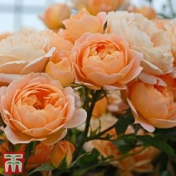 Rose 'Sweetie' (Patio Rose Standard) -plant sweet3