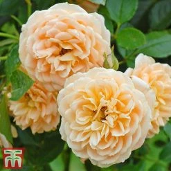 Rose 'Sweetie' (Patio Rose Standard) -plant sweet31