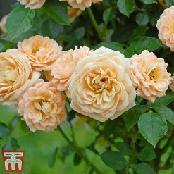 Rose 'Sweetie' (Patio Rose Standard) -plant sweet4