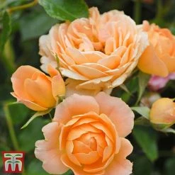 Rose 'Sweetie' (Patio Rose Standard) -plant sweet5
