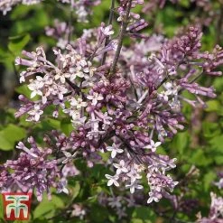 Lilac 'Palibin' (Standard) -plant syr