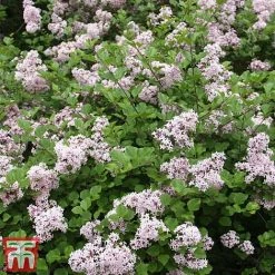 Lilac 'Palibin' (Standard) -plant syr2