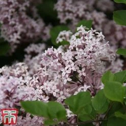 Lilac 'Palibin' (Standard) -plant syr3