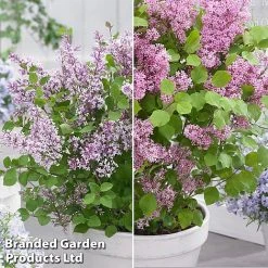 Syringa Flowerfesta® Duo -plant syri duo3