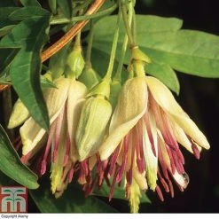 Clematis Napaulensis -plant t13919 AD62B7FD 9DF9 C981 E310855DB2E67104