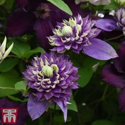 Clematis Florida 'Taiga' -plant taig4