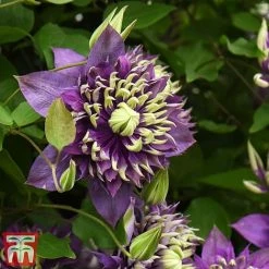 Clematis Florida 'Taiga' -plant taiga