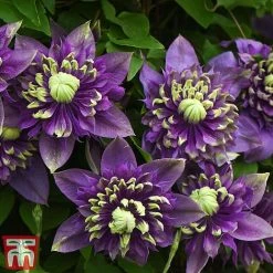 Clematis Florida 'Taiga' -plant taiga3