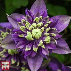 Clematis Florida 'Taiga' -plant taiga5