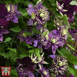 Clematis Florida 'Taiga' -plant taiga6