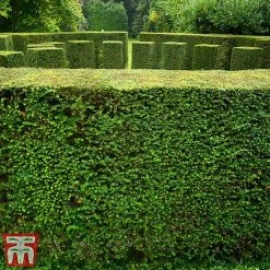 Taxus Baccata -plant taxu baca4