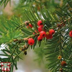 Taxus Baccata -plant taxu baca5