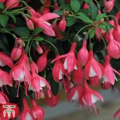 Fuchsia 'Lady Thumb' (Hardy) -plant thumb2