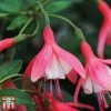 Fuchsia 'Lady Thumb' (Hardy)