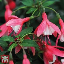 Fuchsia 'Lady Thumb' (Hardy) -plant thumb4