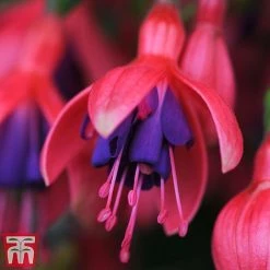 Fuchsia 'Tom Thumb' (Hardy) -plant tom