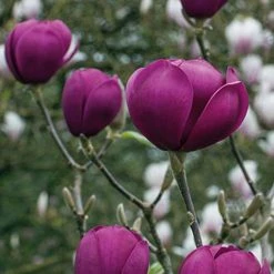 Magnolia 'Black Tulip' -plant tulip3