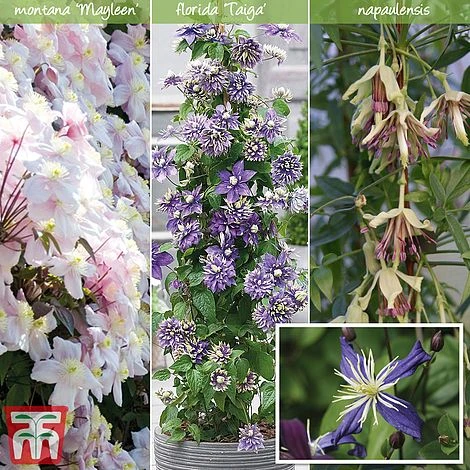 Clematis All Season Climbing Collection 2 Clematis All Season Climbing Collection - Image 2
