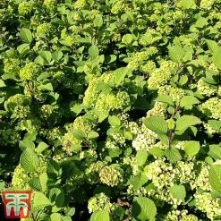 Viburnum Plicatum F. Tomentosum -plant vibu granno