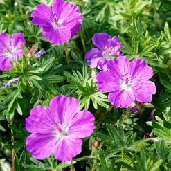 plant -plant vision violet geranium flowers