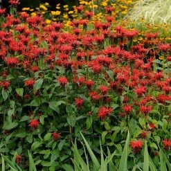 Jacob Cline Bee Balm -plant walters gardens monarda jacob cline cropped 1 1 1