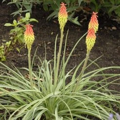 Fire Dance Red Hot Poker -plant walters gardens kniphofia fire dance cropped