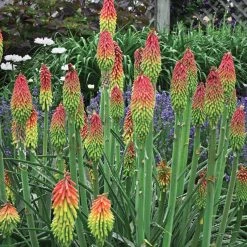 Fire Dance Red Hot Poker -plant walters gardens kniphofia fire dance cropped