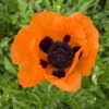 Prince Of Orange Oriental Poppy
