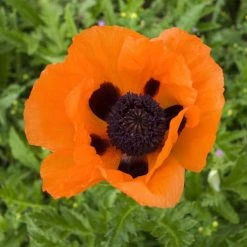 Prince Of Orange Oriental Poppy