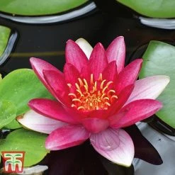 Water Lily Trio With A Pond Basket -plant water red4