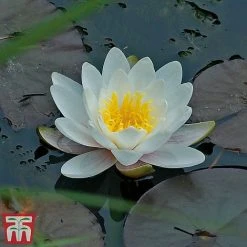 Water Lily White With A Pond Basket 6 Water Lily White With A Pond Basket -plant water white22