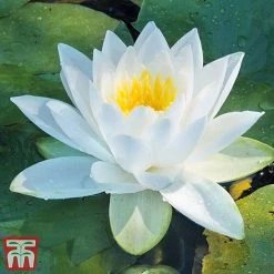 Water Lily White With A Pond Basket 7 Water Lily White With A Pond Basket -plant water white3
